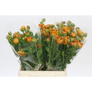 Ranunculus Moderna Vivaldi