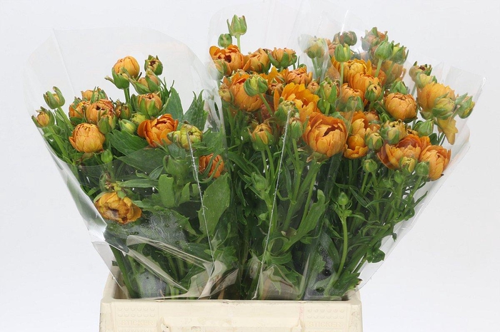 <h4>Ranunculus Moderna Vivaldi</h4>