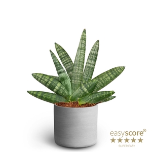 SANSEVIERIA BONCELLENSIS P10