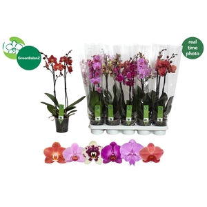 PHAL GEM 6 KL