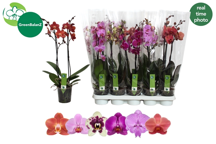 <h4>PHAL GEM 6 KL</h4>