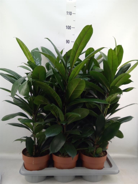 <h4>Ficus cyathistipula</h4>