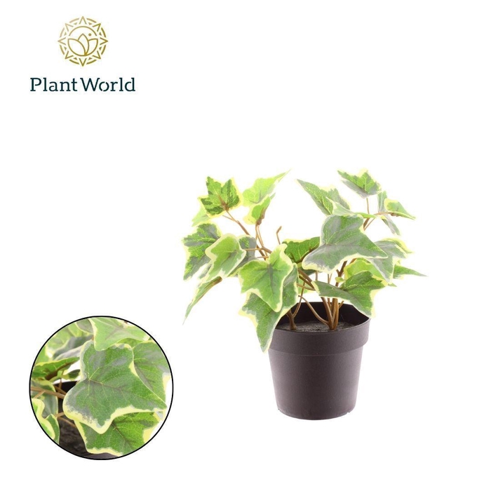 <h4>Artificial Hedera</h4>