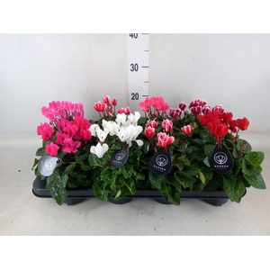 Cyclamen KL   ...patio