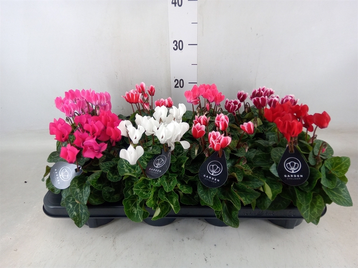 <h4>Cyclamen KL   ...patio</h4>
