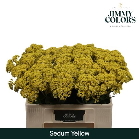 <h4>Sedum L55 Yellow</h4>