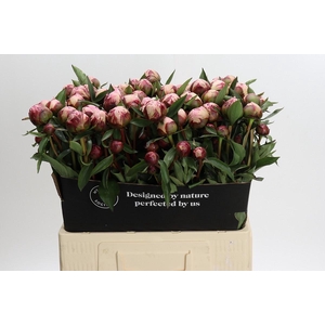 Paeonia Sarah Bernhardt Ongeplozen