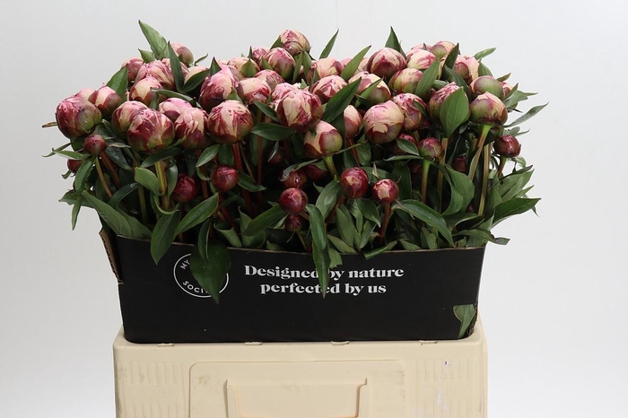 <h4>Paeonia Sarah Bernhardt Ongeplozen</h4>