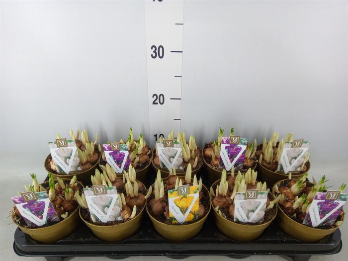 <h4>Crocus   ...mix</h4>