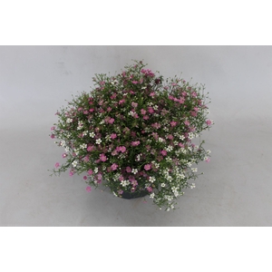 Gypsophila muralis   ...mix /pot