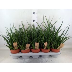 Sansevieria  'Fernwood'