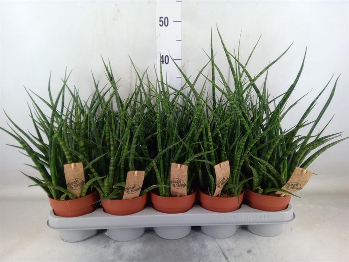 <h4>Sansevieria  'Fernwood'</h4>