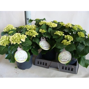 Hydrangea mac.   ...