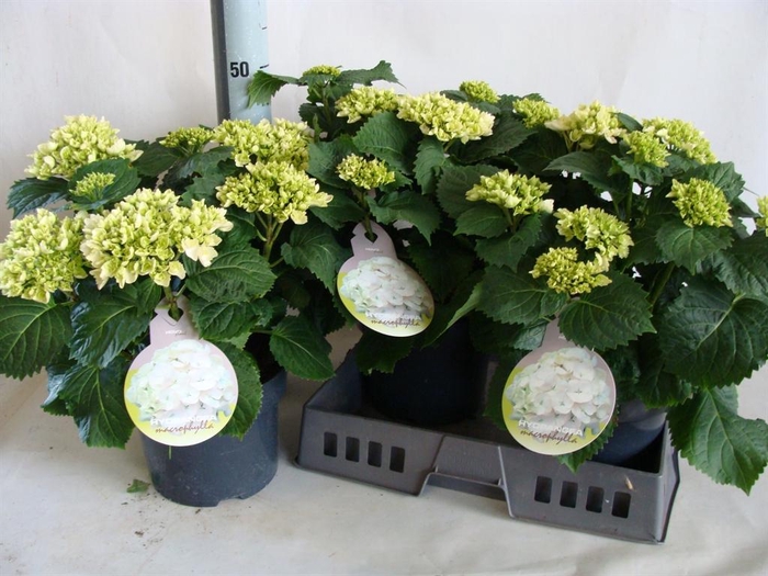 <h4>Hydrangea mac.   ...</h4>