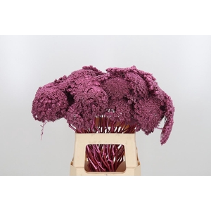 Ammi Zaad Kl Bh Metallic Rose