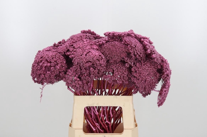 <h4>Ammi Zaad Kl Bh Metallic Rose</h4>