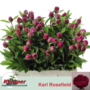 PAEO L KARL ROSENF