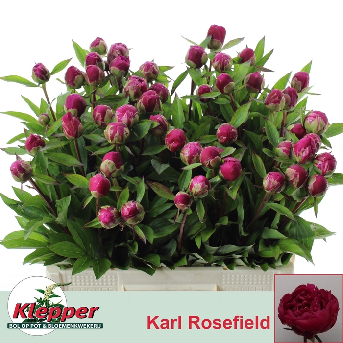 <h4>PAEO L KARL ROSENF</h4>