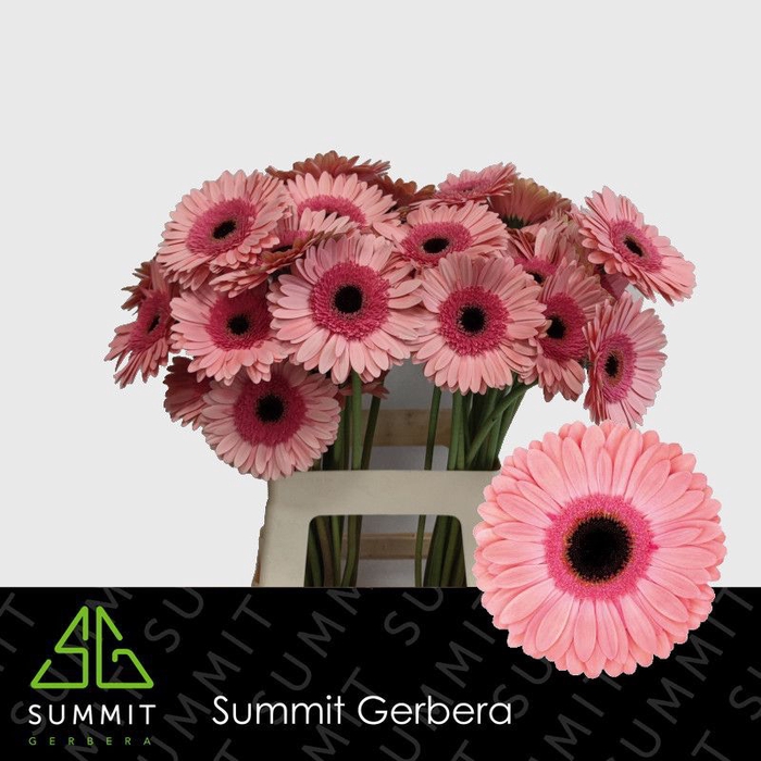 Gerbera Debut Water