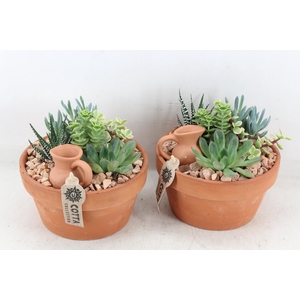 arr2 UB - Terra cotta 955/3 echeveria