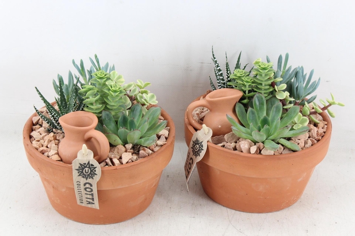 <h4>arr2 UB - Terra cotta 955/3 echeveria</h4>