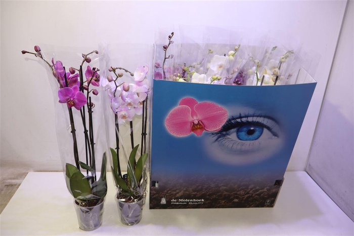 <h4>arr8 Phal Gem 6 Kl</h4>