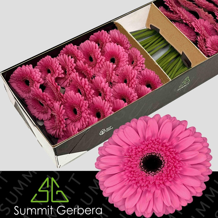 <h4>Gerbera Peppa Doos</h4>