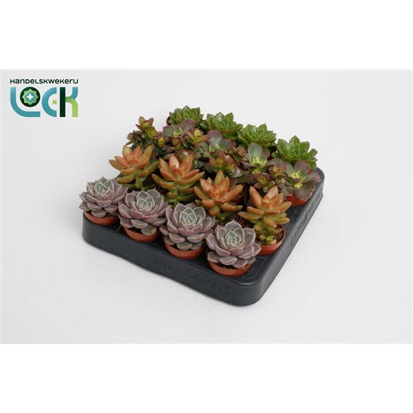 <h4>Succulenten Herfst Mix</h4>