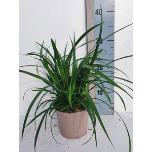 Carex mor. Irish Green