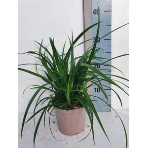 Carex mor. Irish Green