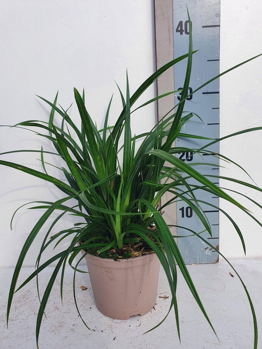 <h4>Carex mor. Irish Green</h4>