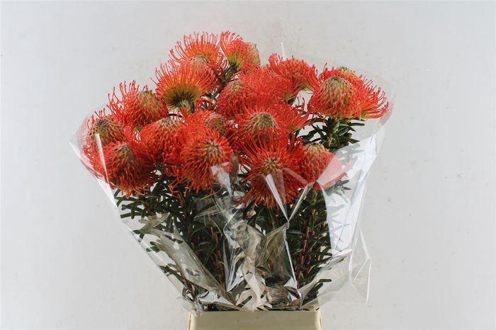 <h4>Leuco Co Succession</h4>