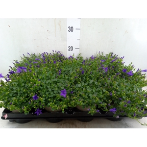 Campanula porten.