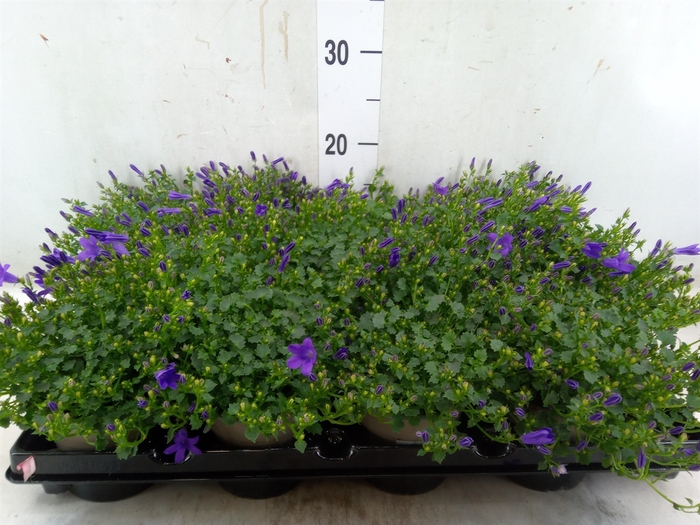 <h4>Campanula porten.</h4>