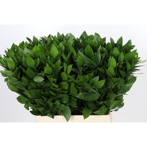 RUSCUS HYPOPHYLLUM