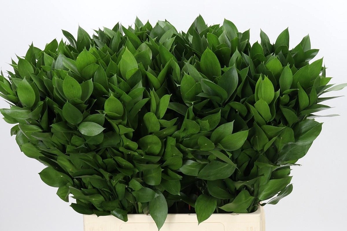 <h4>RUSCUS HYPOPHYLLUM</h4>