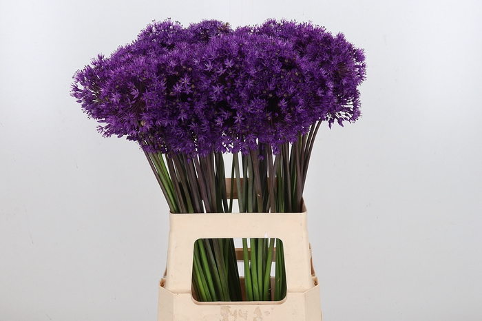 <h4>Allium Purper Sensation</h4>