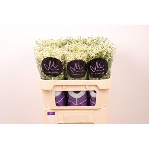 TANA PA SINGLE VEGMO