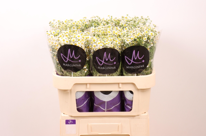 <h4>TANA PA SINGLE VEGMO</h4>