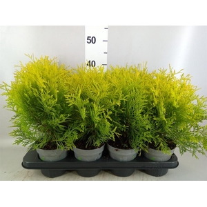 Thuja occid. 'Golden Globe'