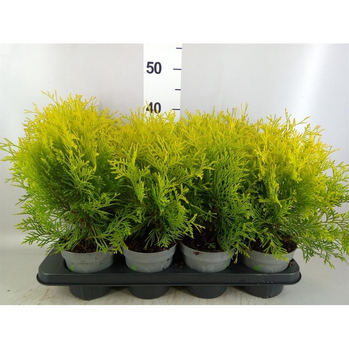 <h4>Thuja occid. 'Golden Globe'</h4>