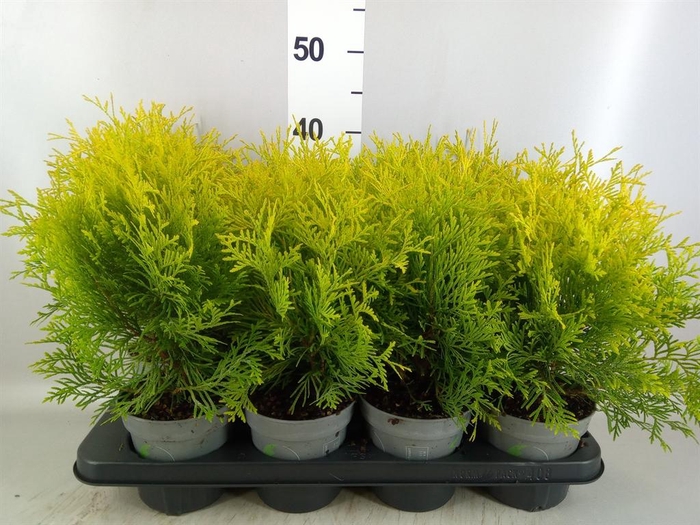 <h4>Thuja occid. 'Golden Globe'</h4>
