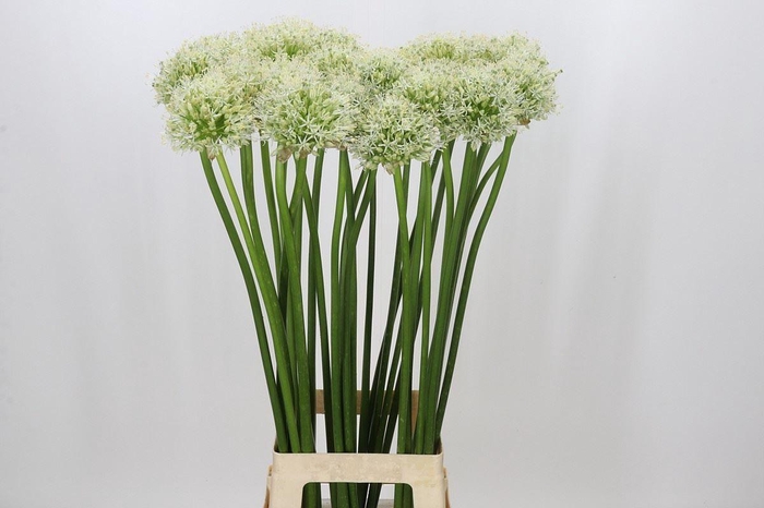 <h4>ALLIUM MOUNT EVEREST</h4>