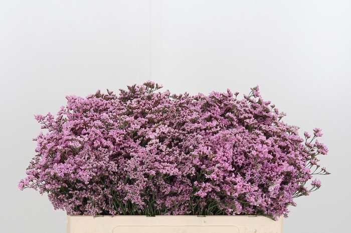 <h4>Lim Saf Oshi Pink</h4>