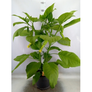 Brugmansia   ...
