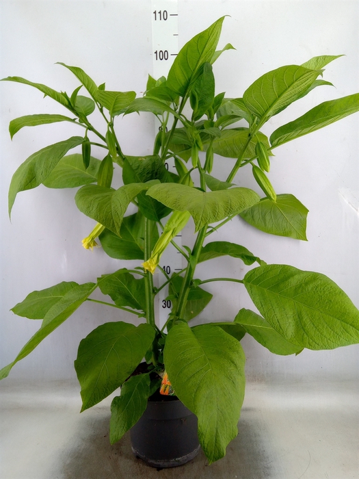 <h4>Brugmansia   ...</h4>