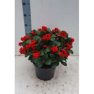 Veitchii 26cm 25+ tros (compact)