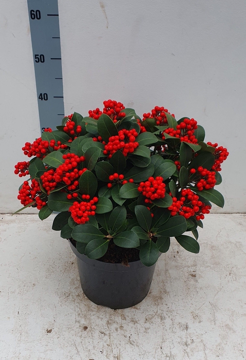 <h4>Veitchii 26cm 25+ tros (compact)</h4>