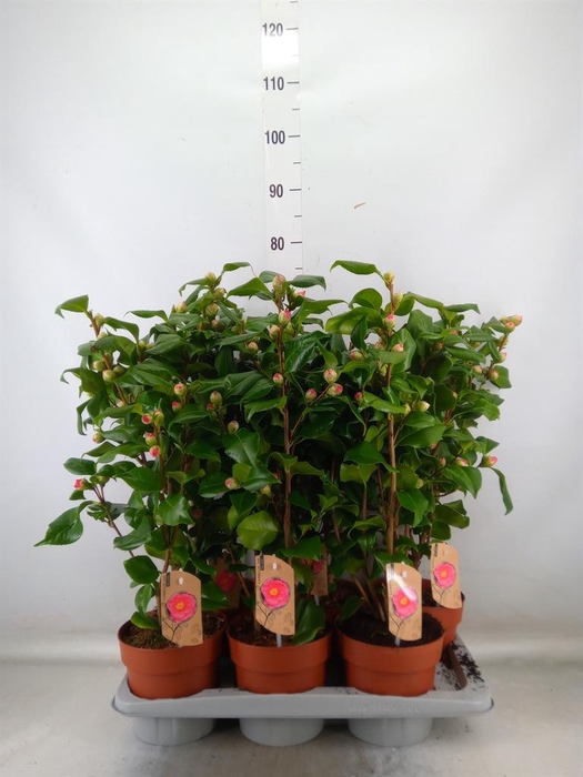 <h4>Camellia japonica 'Dr King'</h4>