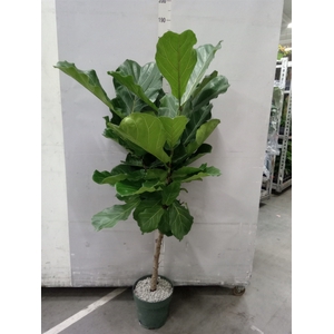 Ficus lyrata